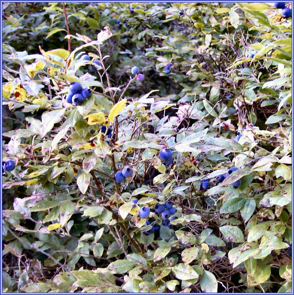 [wild+blueberries+Vermont.JPG]
