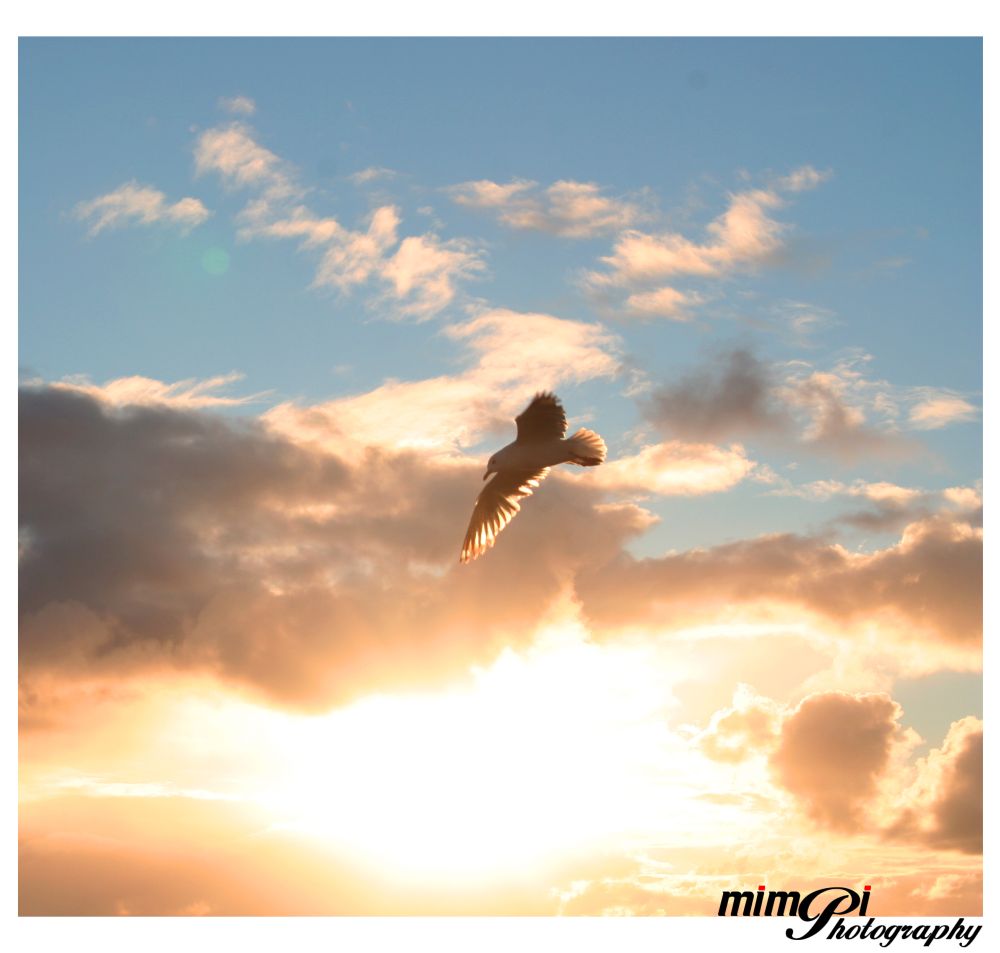 [Flying_Bird_by_mimpi.jpg]