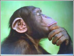 pondering primate