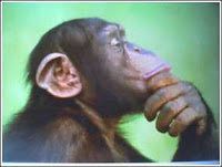 pondering primate