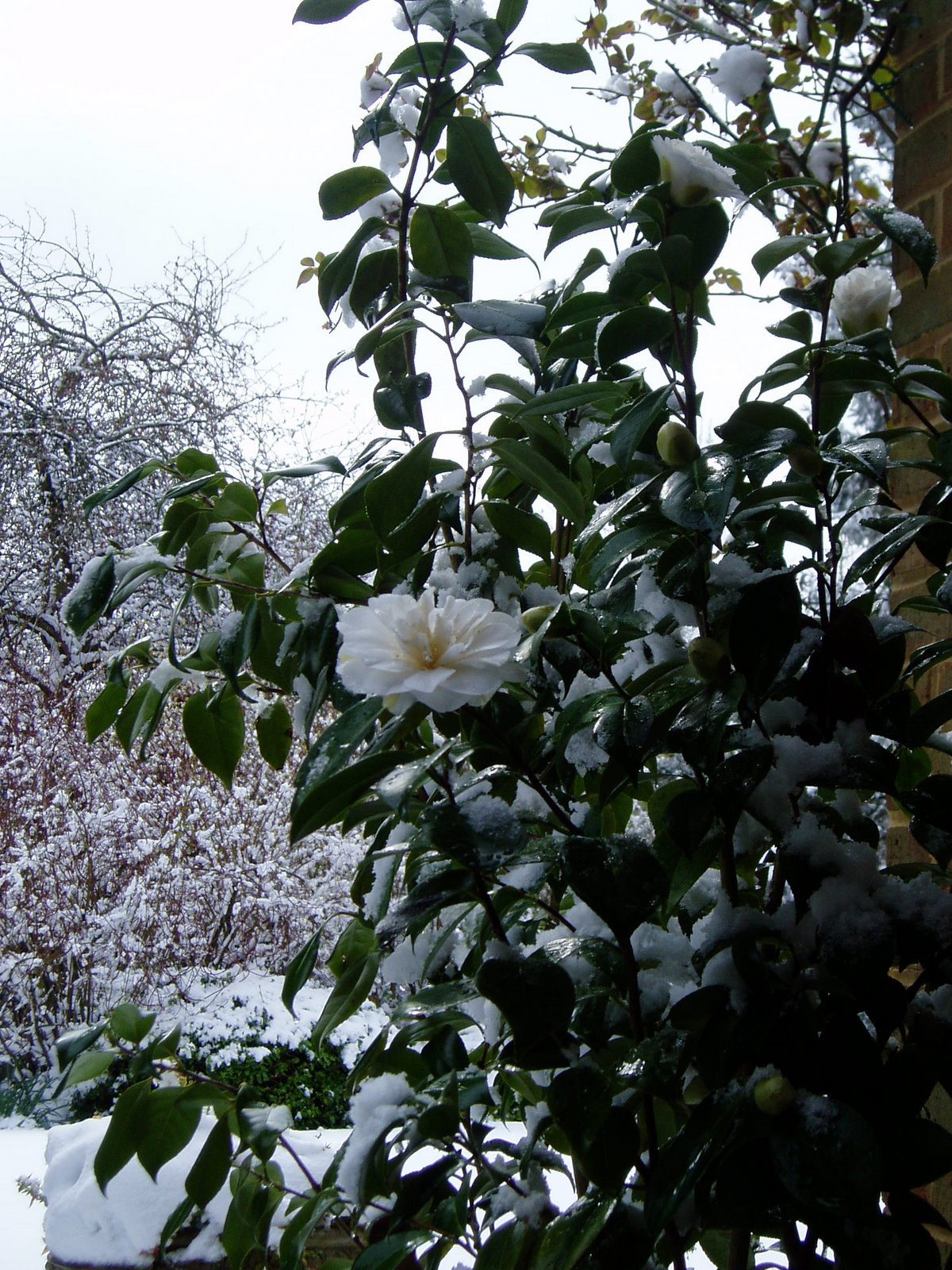 [camellias+in+snow.jpg]