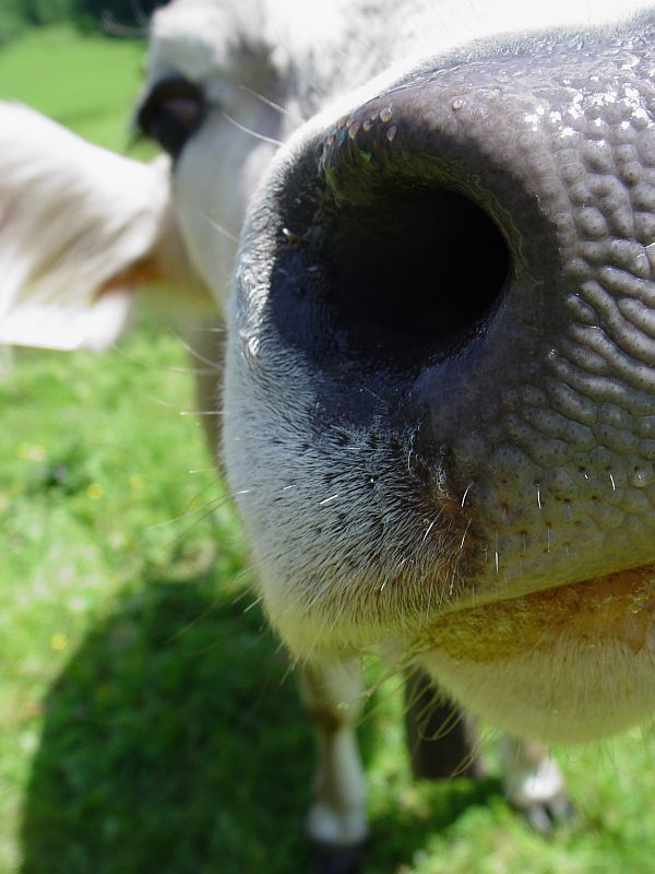 [cow-nose.jpg]