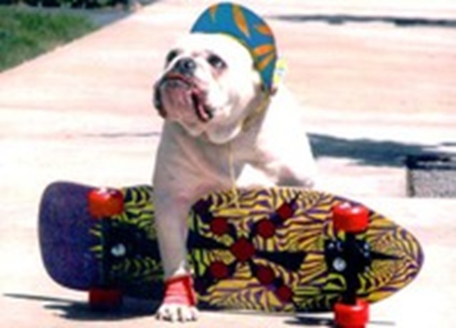 [skateboarddog.jpg]