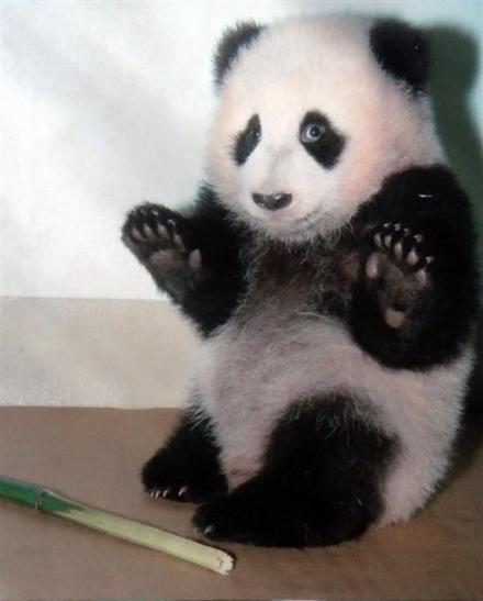 [scared-cute-little-panda.jpg]