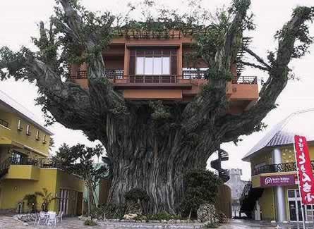 [tree-house-japan.jpg]
