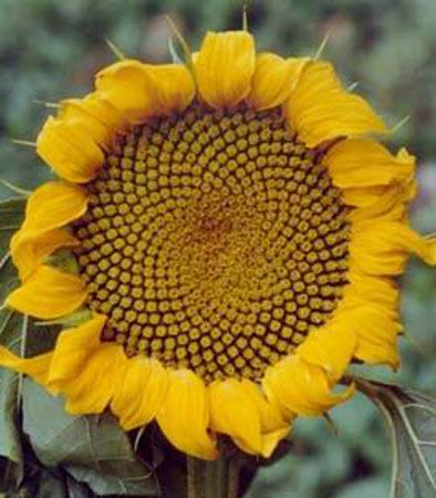 [12.Sunflower.jpg]