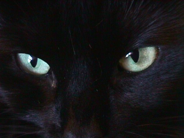 [cat-eyes-1-DHD.jpg]