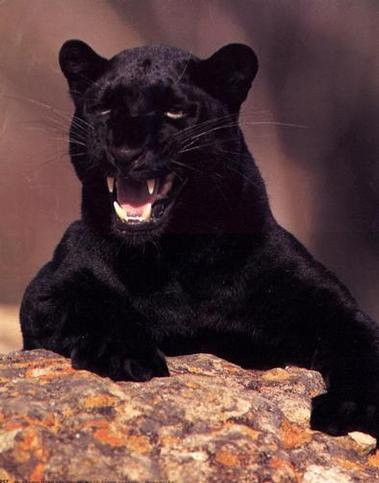 [Black-Panther-Growling-Print-C10054498.jpg]
