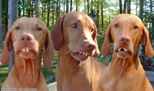 [dog_teeth.jpg]