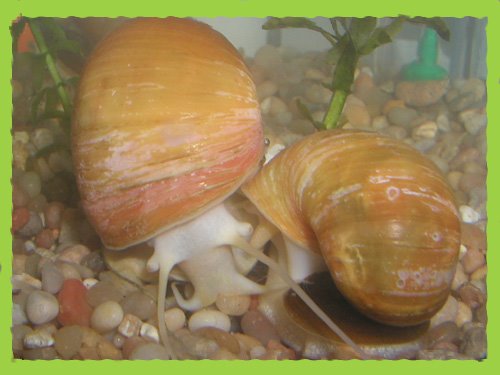 [snails-in-love-copy.jpg]