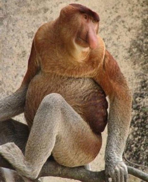 [proboscis_monkey.jpg]