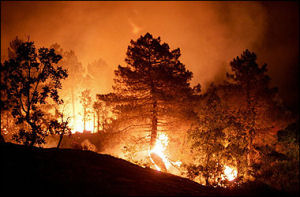 [burning-forests.jpg]