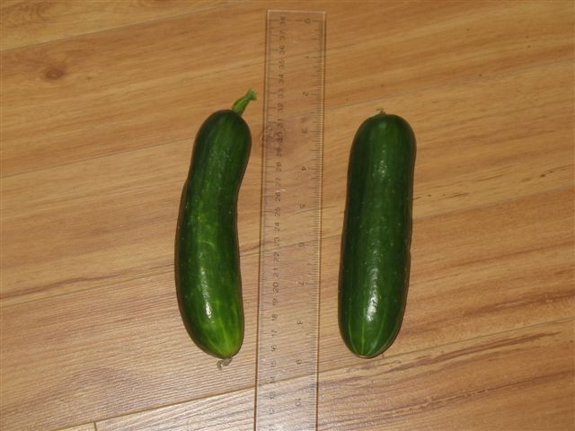 [e-cucumbers.jpg]