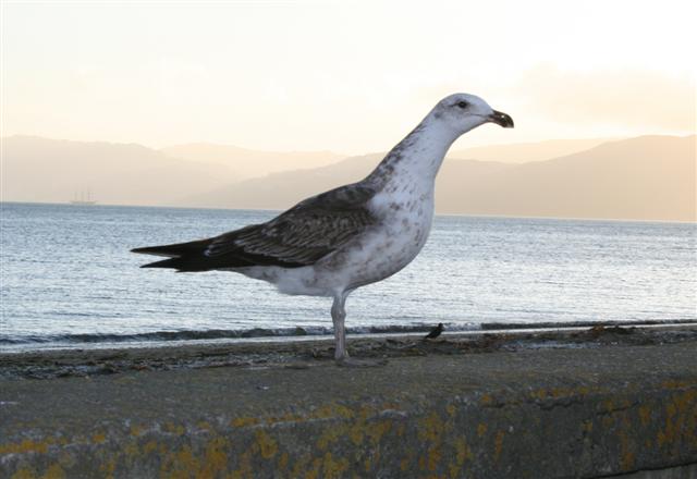 [seagull+small.jpg]