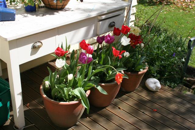 [my+tulip+pots+(Small).jpg]