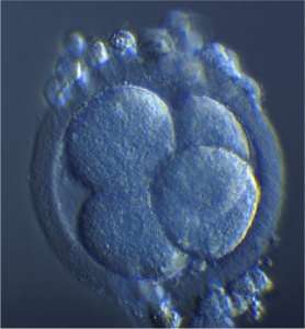 [embryo4.jpg]