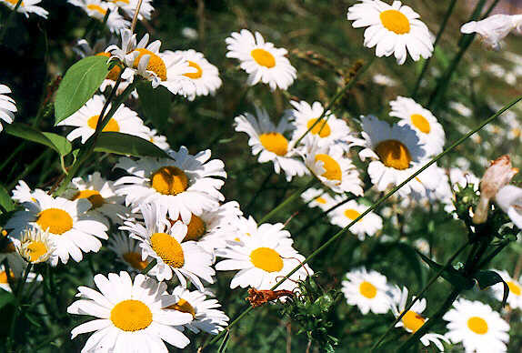 [daisyflowers.jpg]