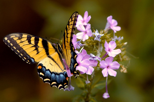 [butterflyflower.jpg]