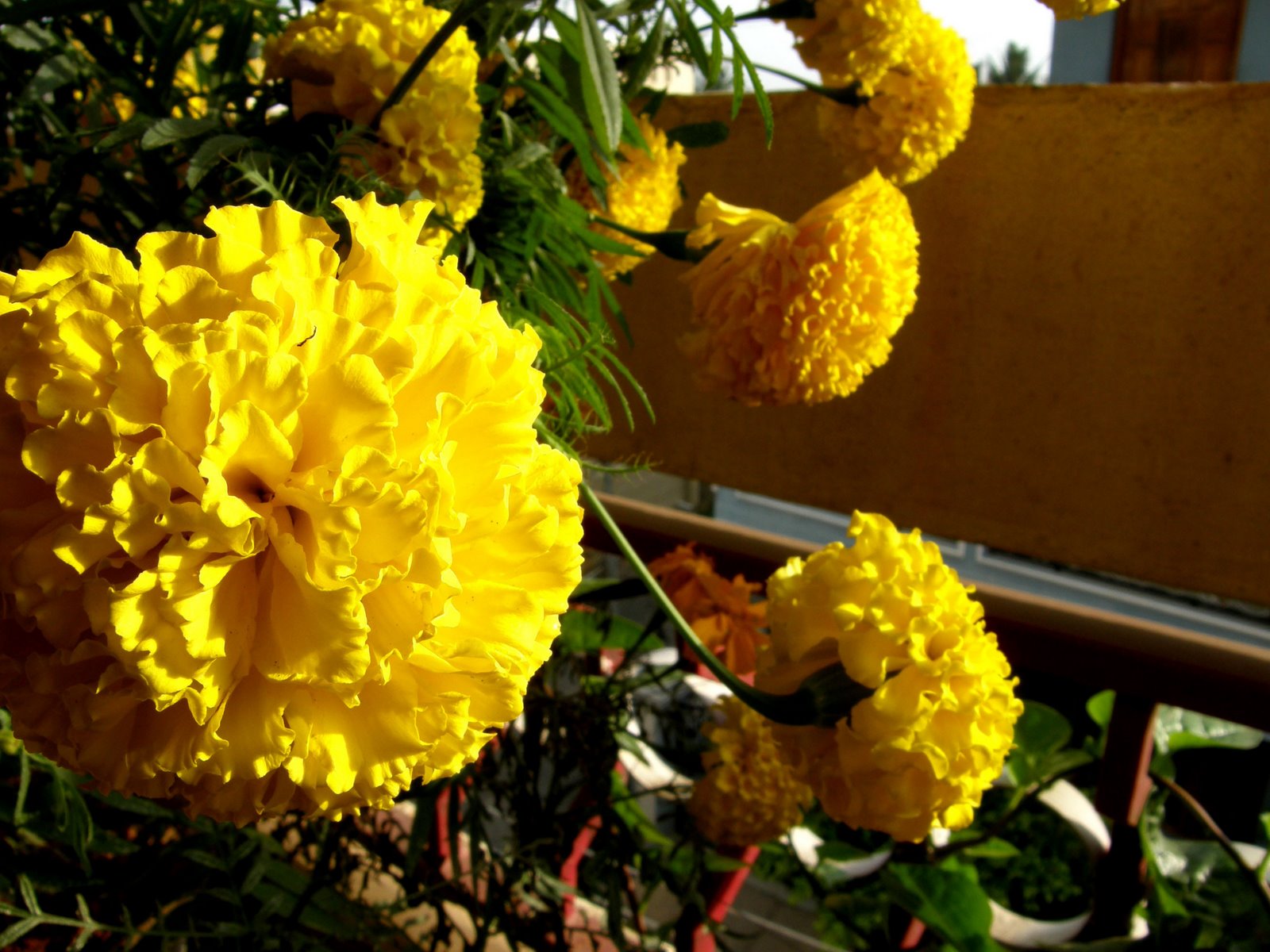[flower-yellow-001.jpg]
