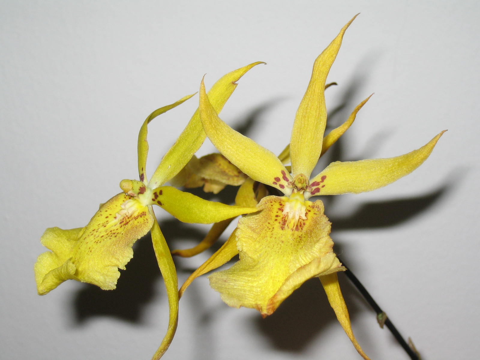 [Orchid+5.JPG]