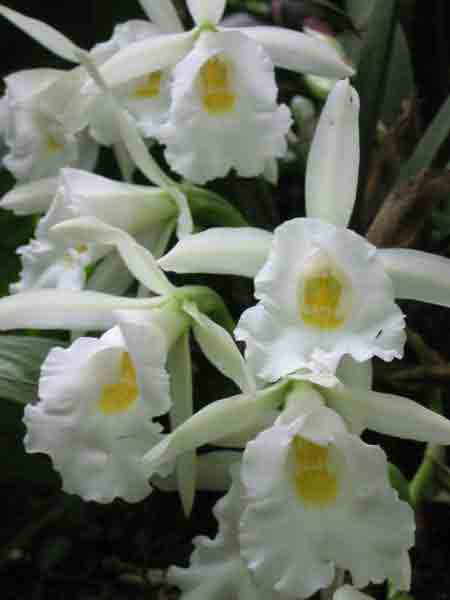 [032 Jard n de orquideas - una flor blanca.jpg]