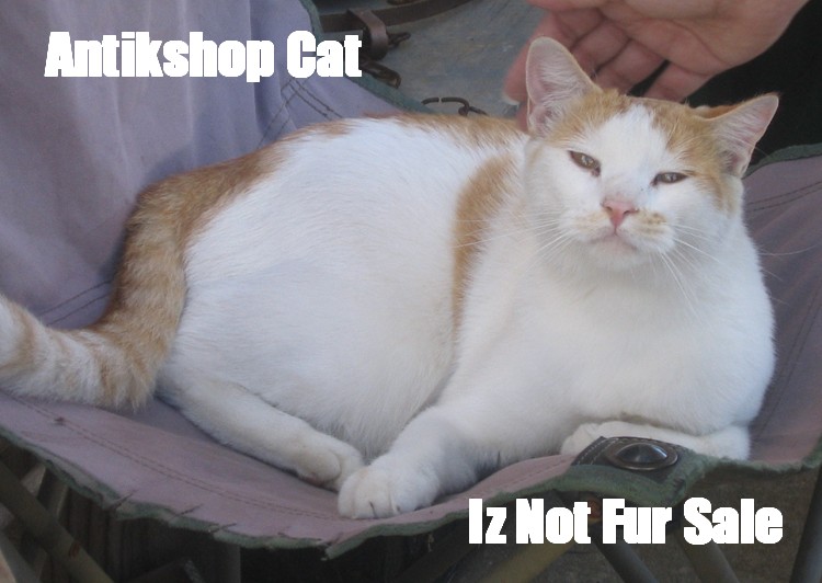 [shop+cat.jpg]