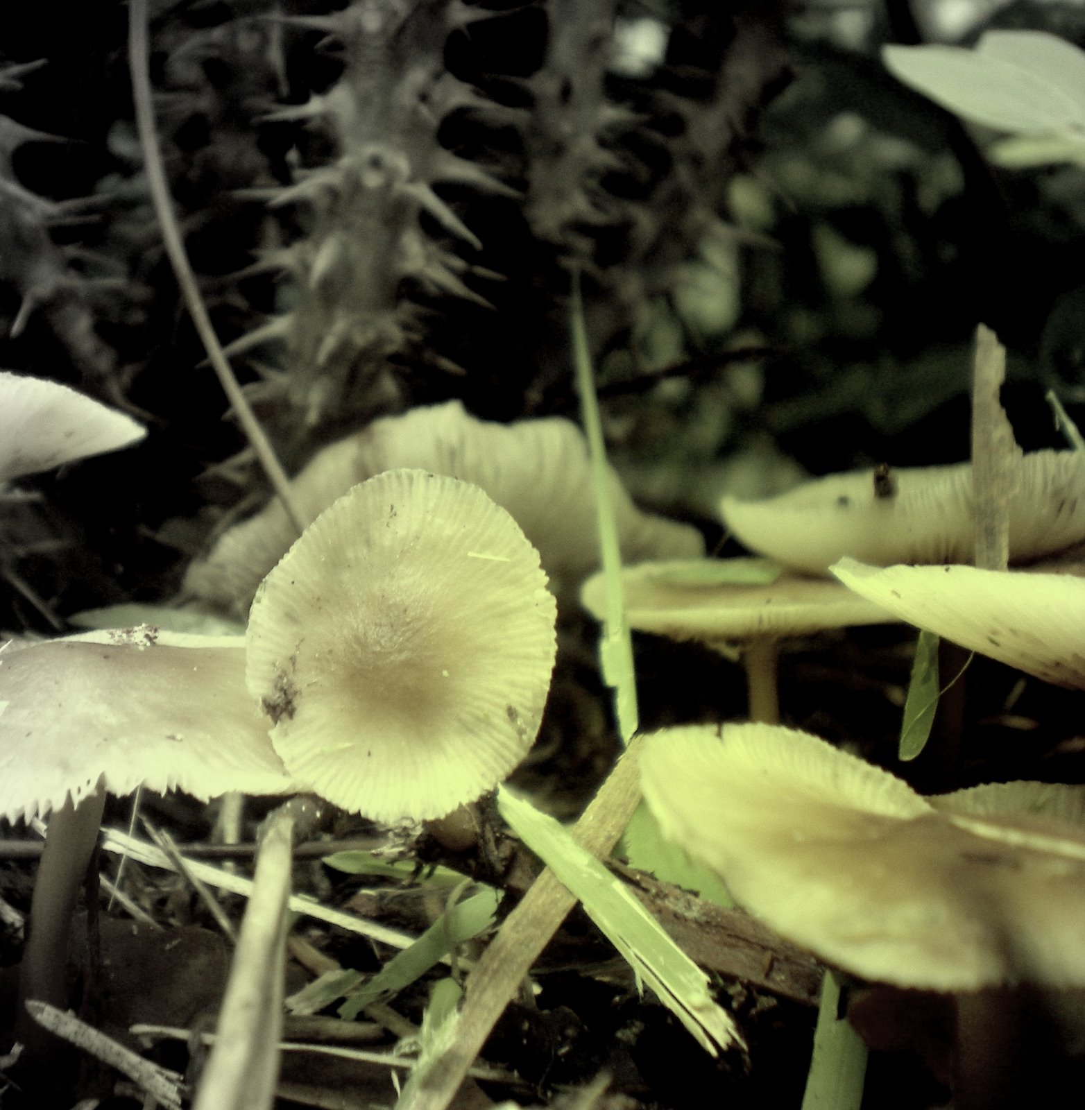 [mushroom2take2.jpg]