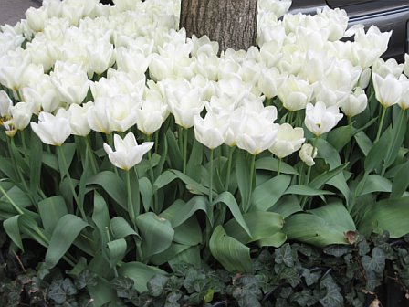 [Spring+tulip+box.jpg]