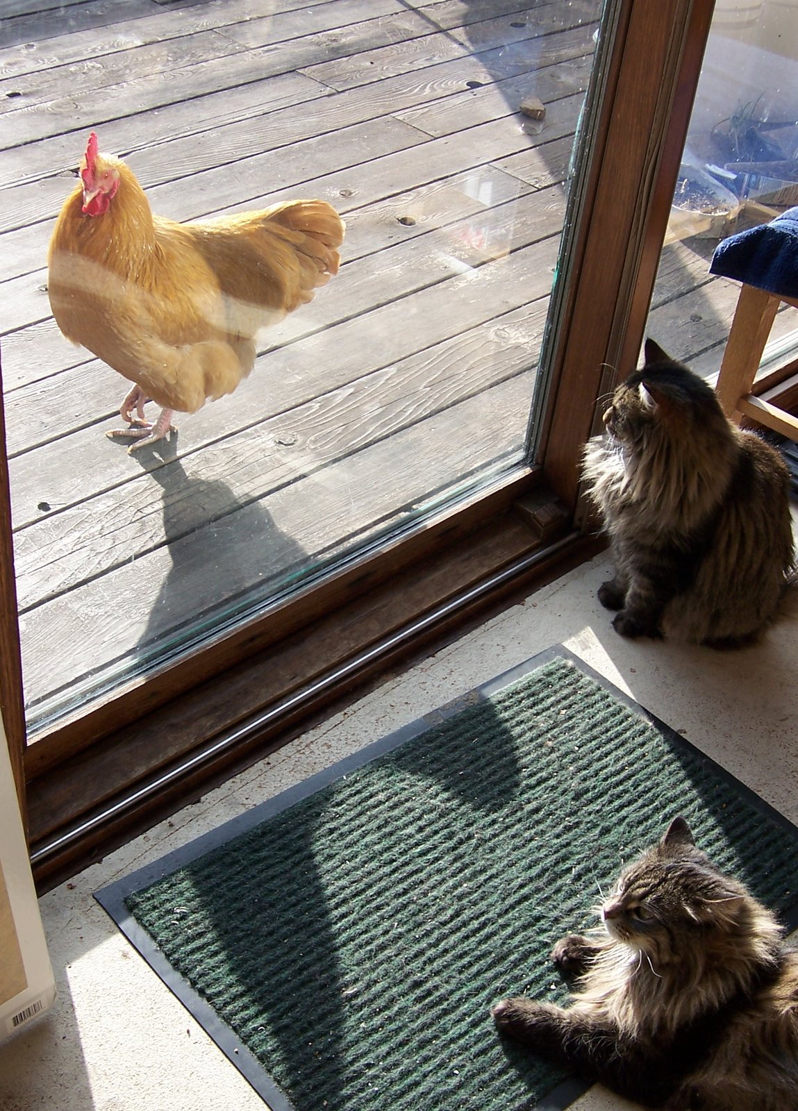 [rooster_cats.jpg]