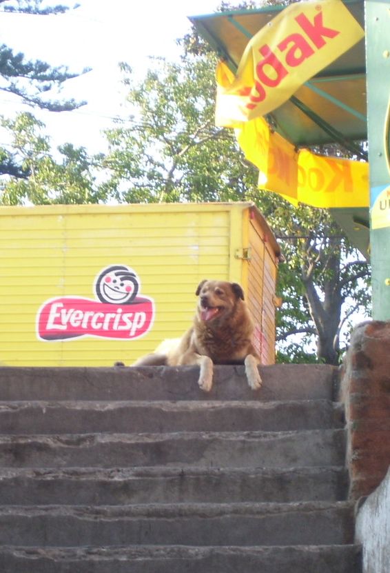 [Vpo+dog+on+stairs.JPG]