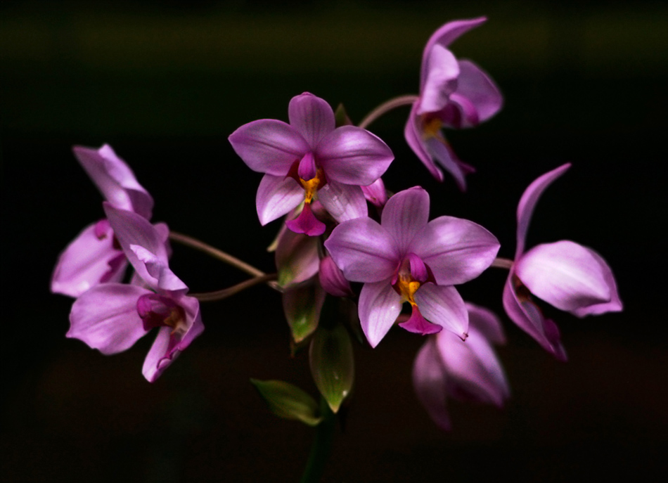 [LI-orchids-019.jpg]