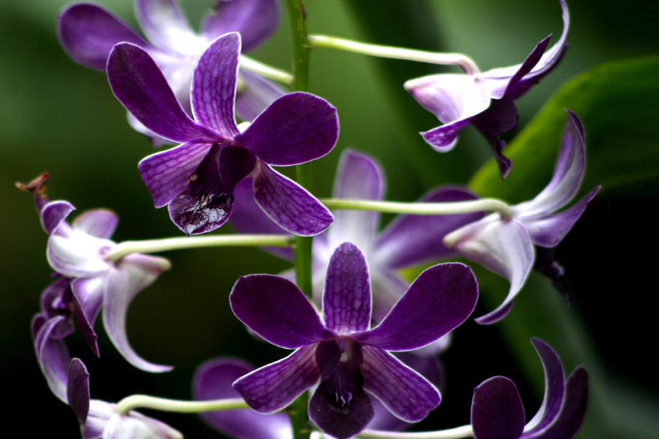 [LI-orchids-39.jpg]