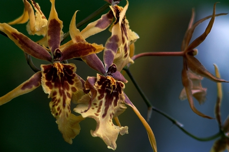 [LI-orchids-045a.jpg]