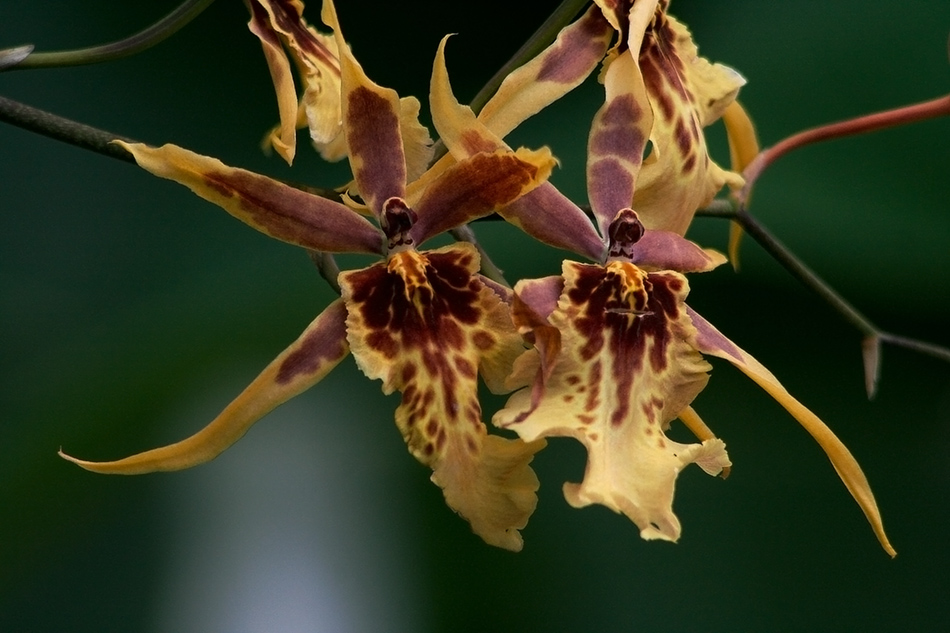 [LI-orchids-044a.jpg]