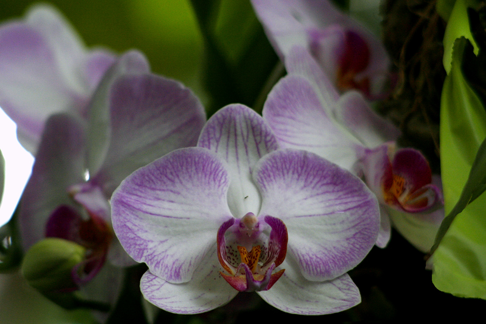 [LI-orchids-41a.jpg]
