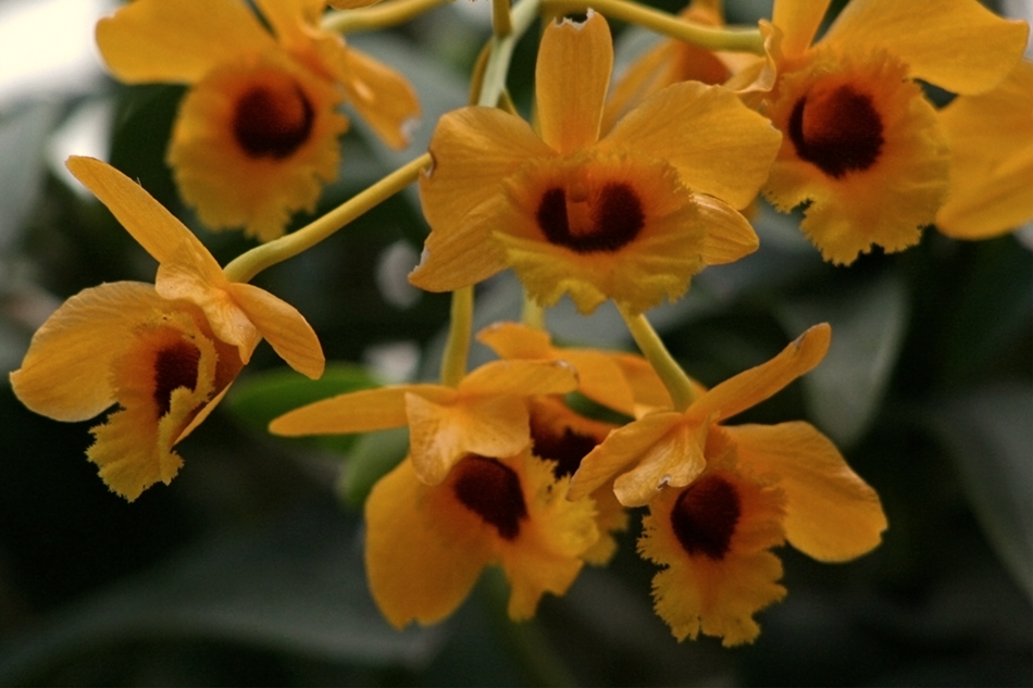 [LI-orchids-079c.jpg]