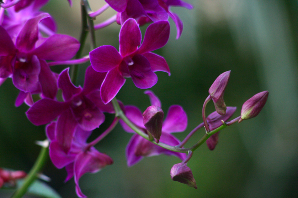 [LI-orchids-060a.jpg]