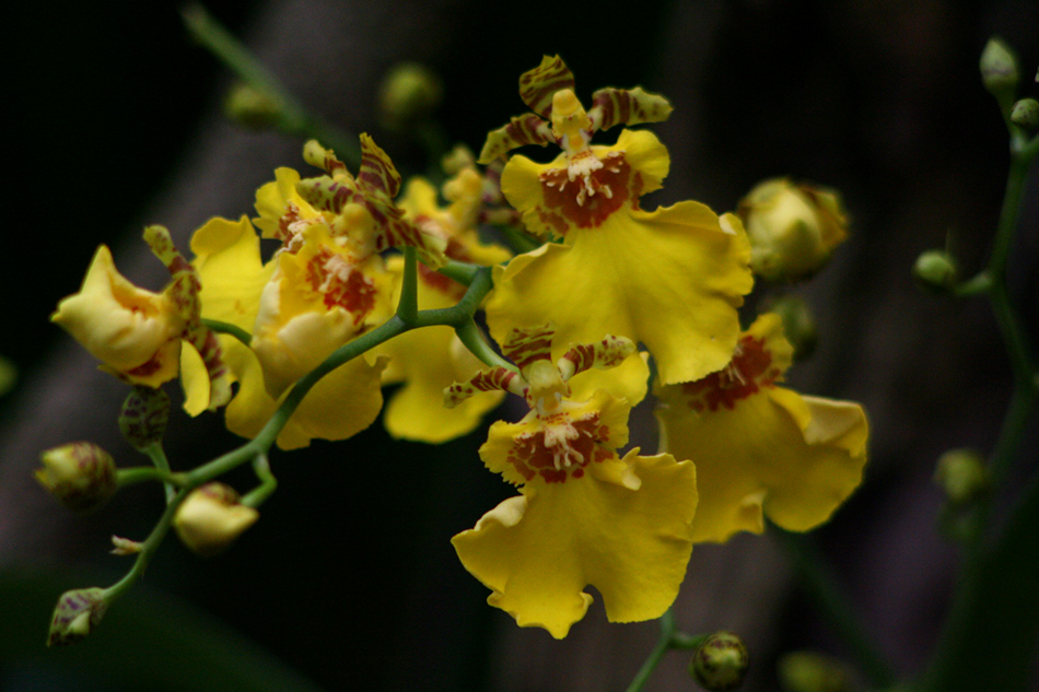 [LI-orchids-062a.jpg]