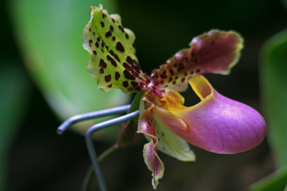 [LI-orchids-090a.jpg]