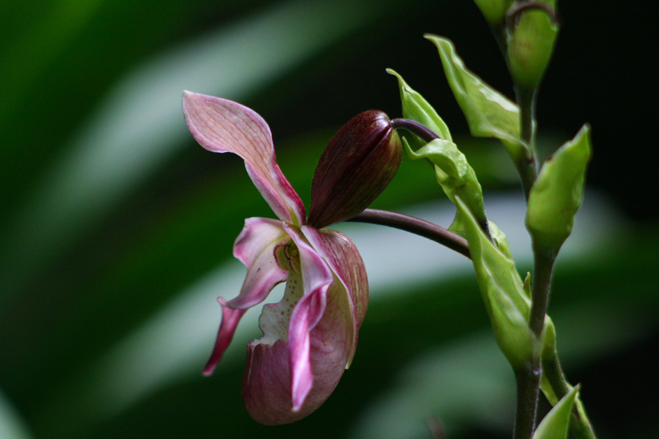[LI_orchids-093a.jpg]