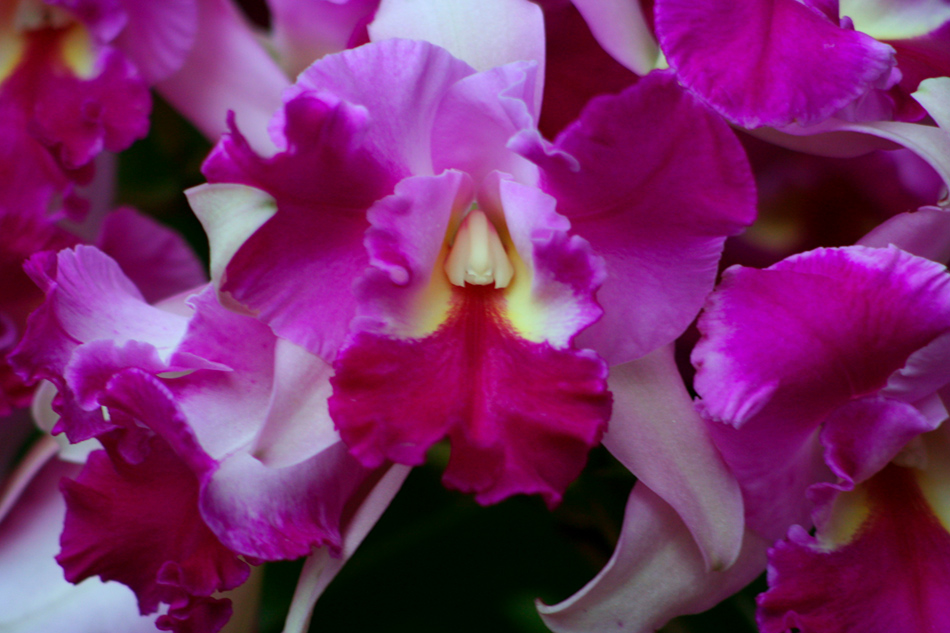 [LI-orchids-110a.jpg]