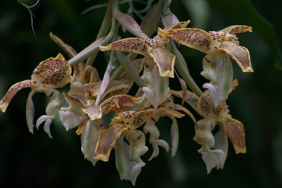 [LI-orchids-0133a.jpg]
