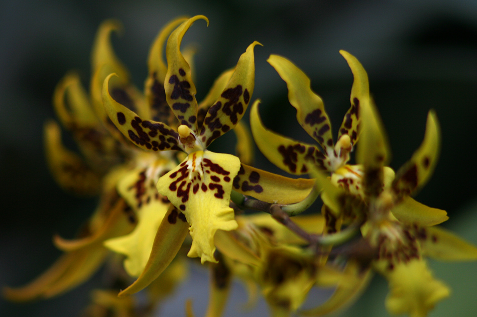 [LI-orchids-0301a.jpg]
