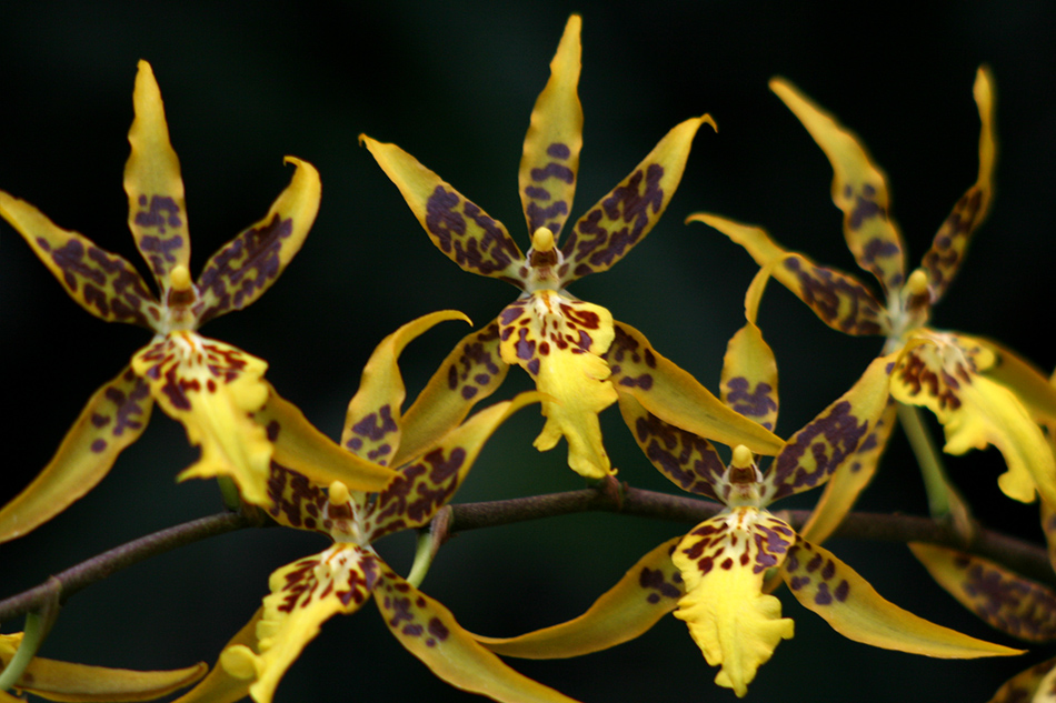 [LI-orchids-0132a.jpg]