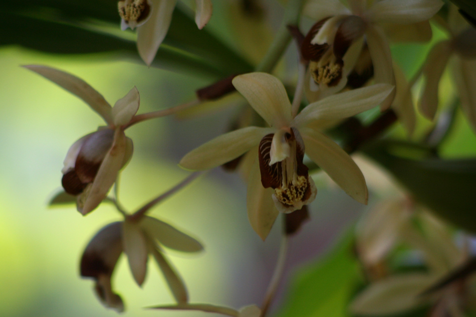 [LI-orchids-0309a.jpg]