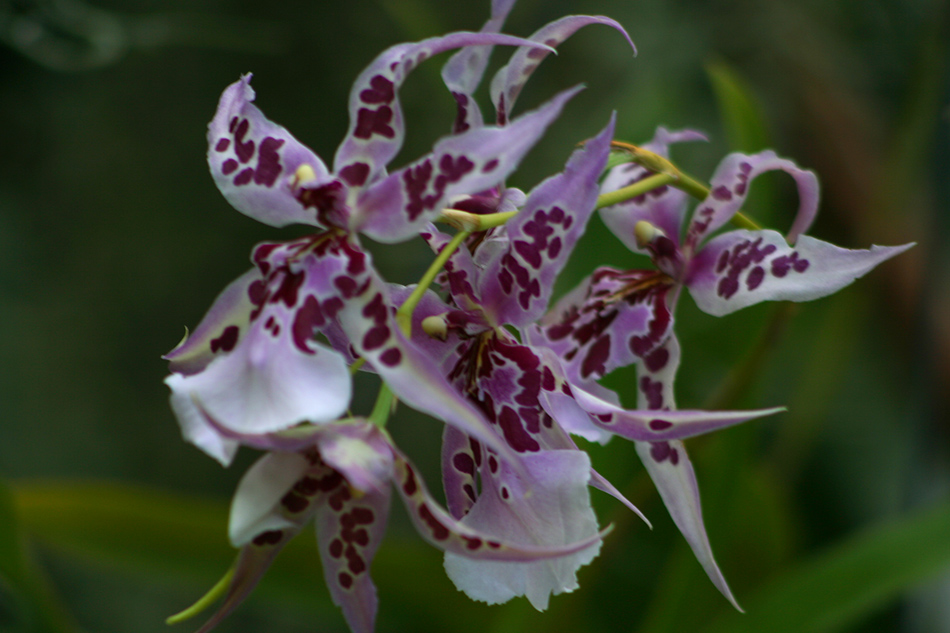 [LI-orchids-0339a.jpg]