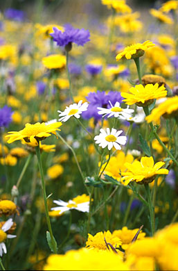 [Wildflower+meadow+July~mid.jpg]