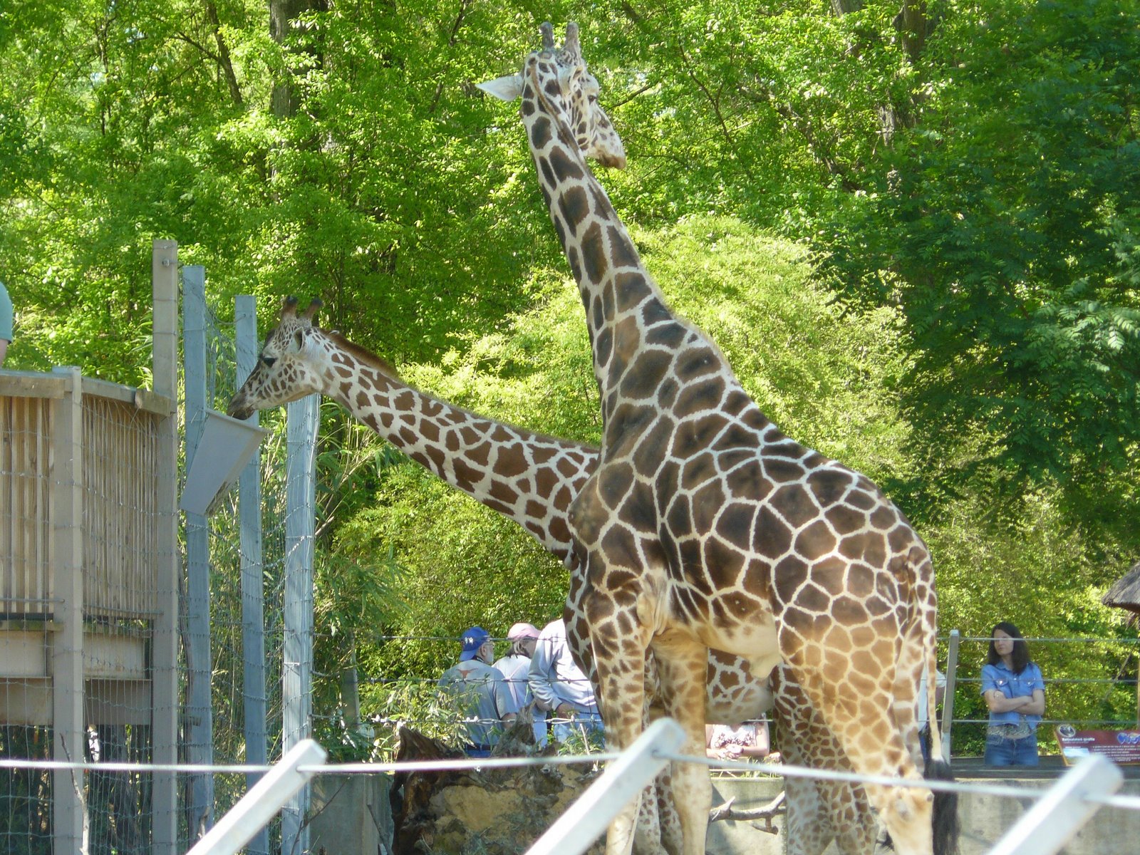 [giraffes+at+zoo.jpg]