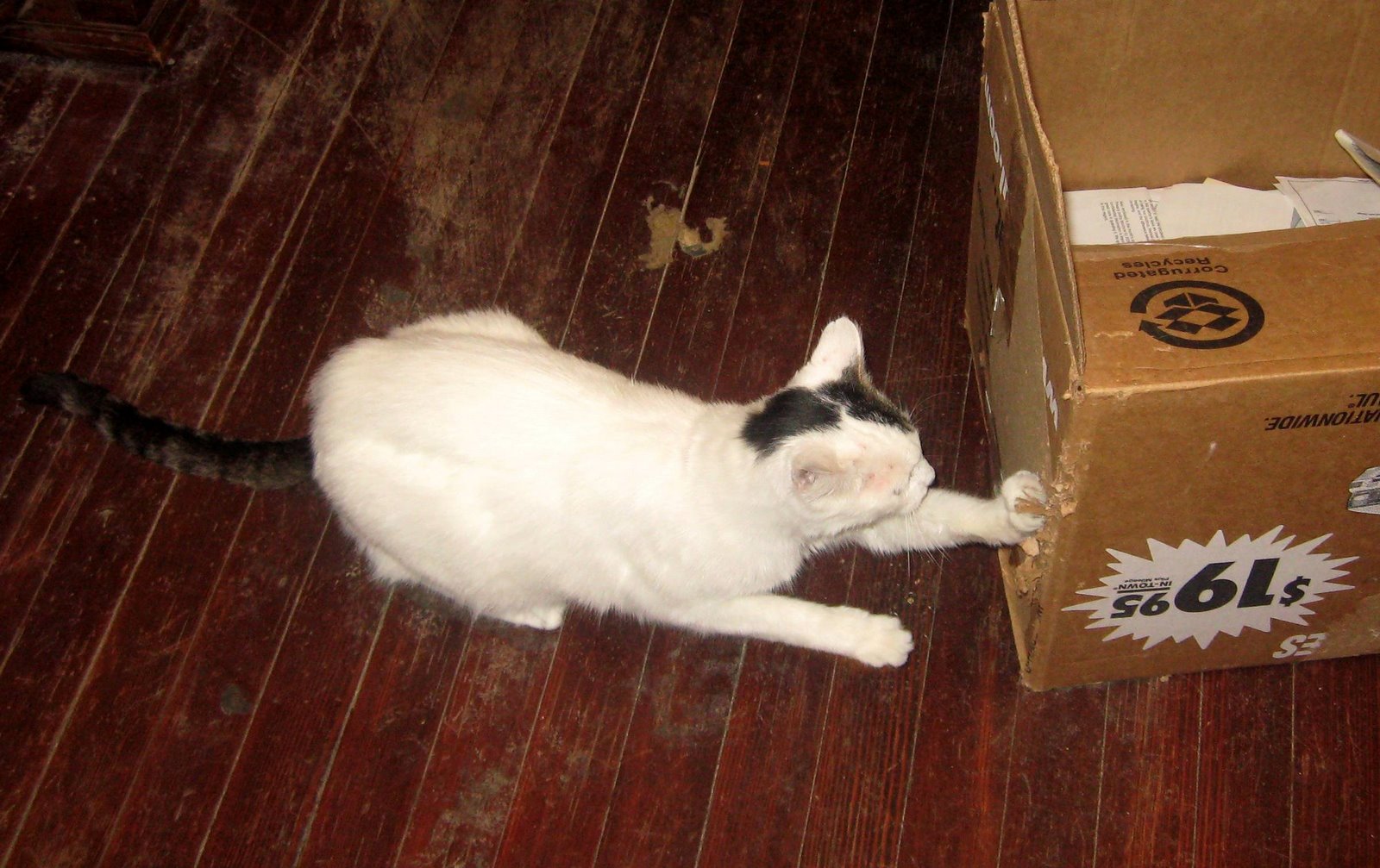 [Cat+in+Box+02.JPG]