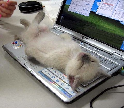 [computer+cat+nap.jpg]